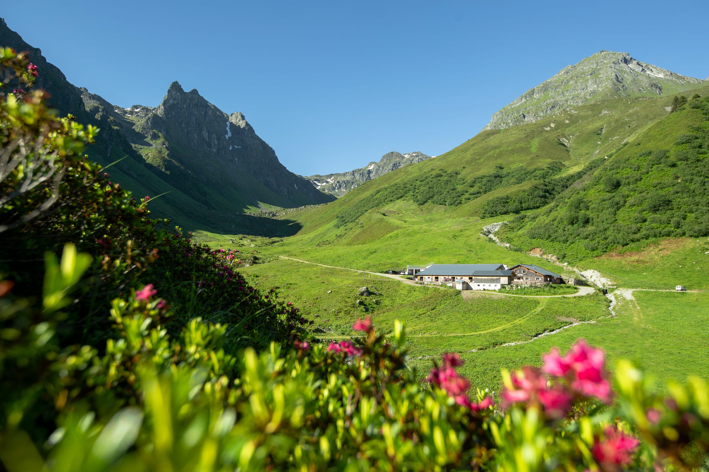 Alpenrosen auf der Alpe Nova mit Bergpanorama — Montafon