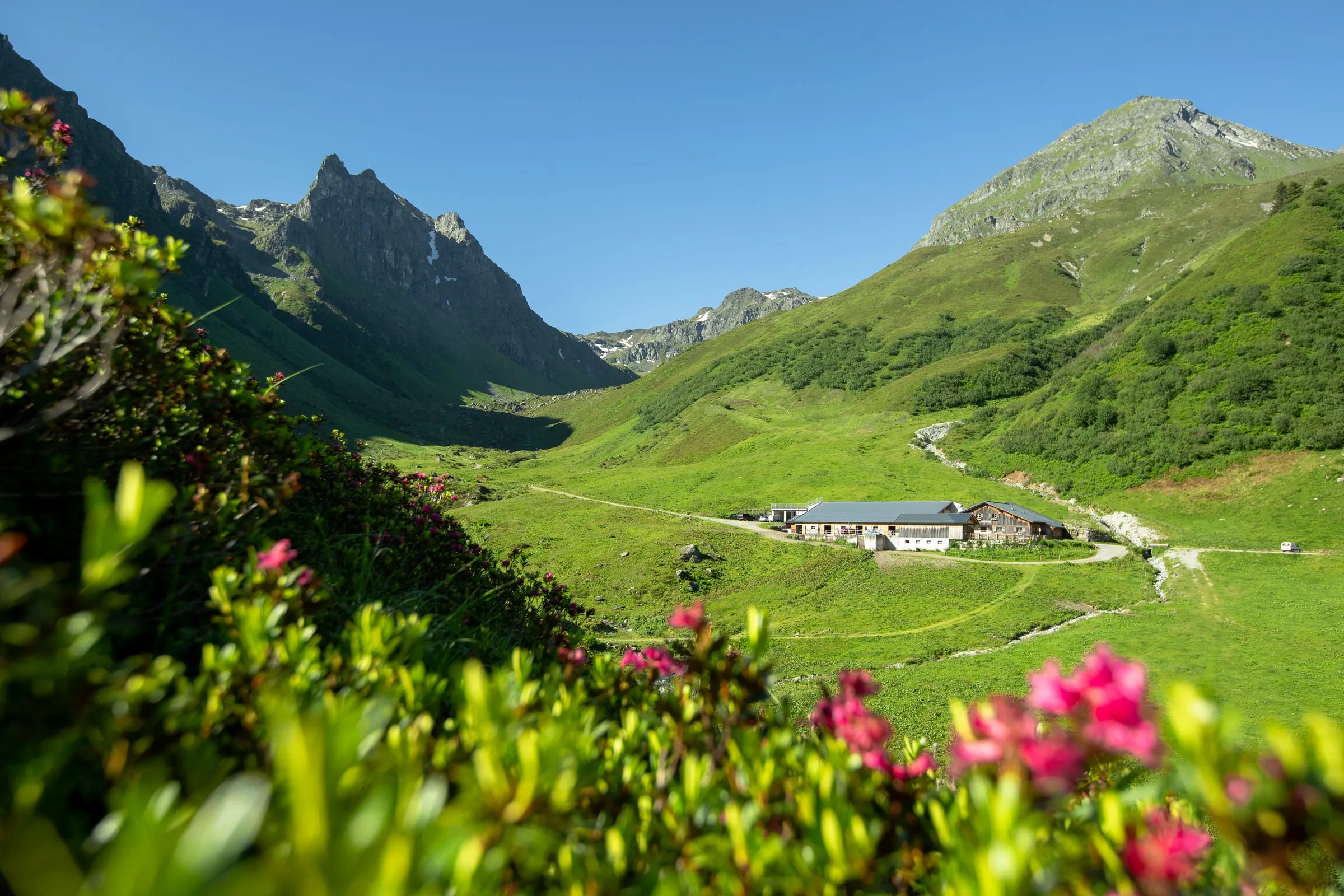 Alpenrosen auf der Alpe Nova mit Bergpanorama — Montafon